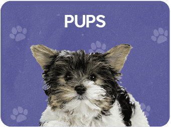 Pups