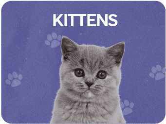 Kittens