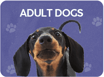 Adult Dogs