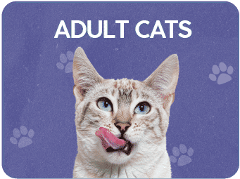 Adult Cats