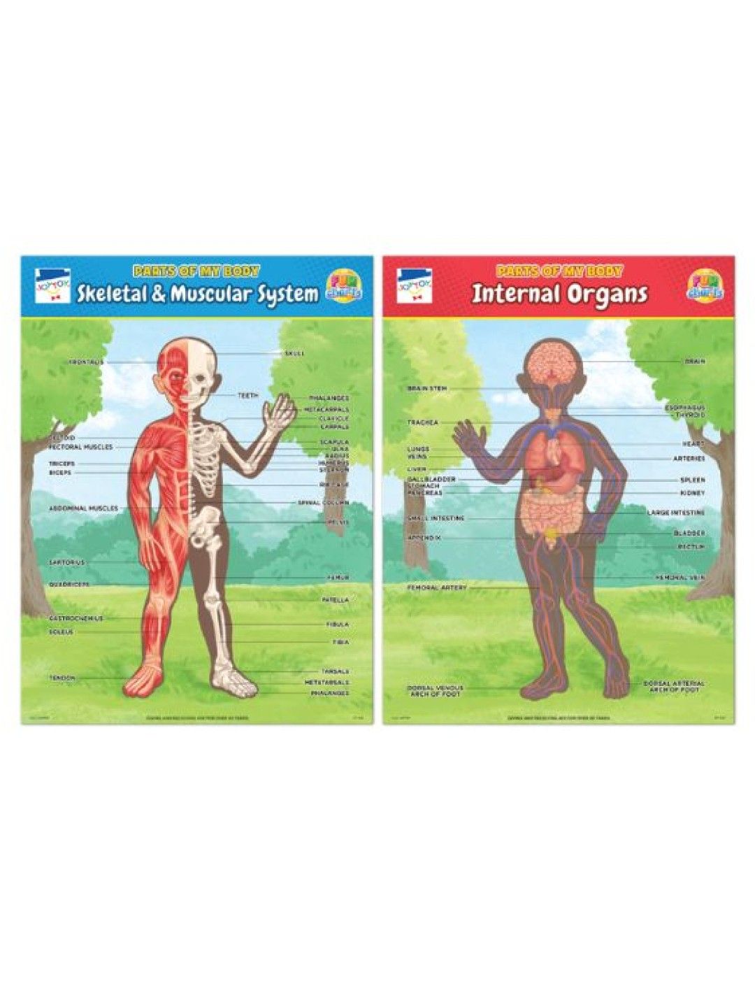 Joytoy Skeletal/Muscular & Internal Organs Fun Charts (No Color- Image 1)