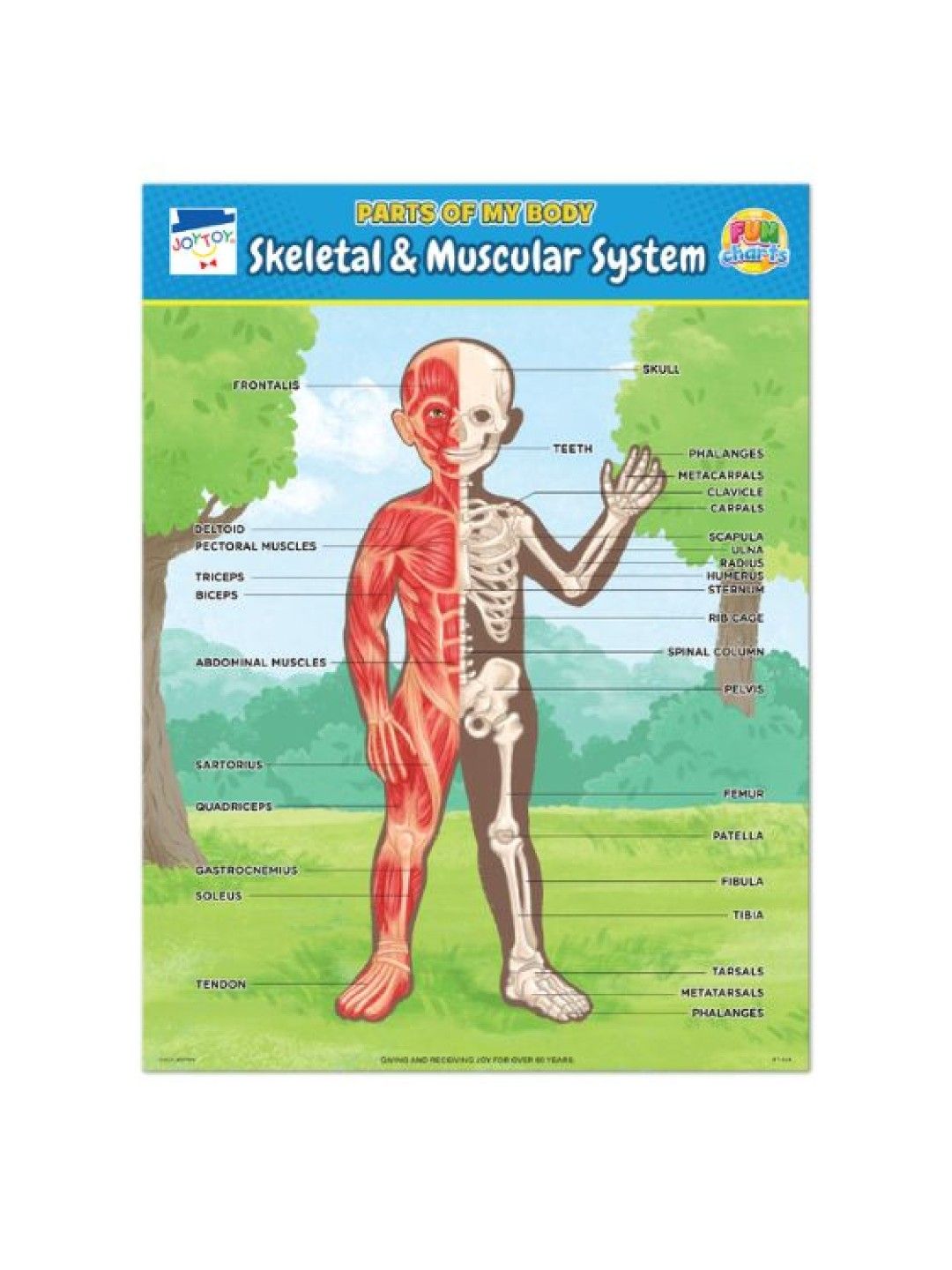 Joytoy Skeletal/Muscular & Internal Organs Fun Charts (No Color- Image 2)