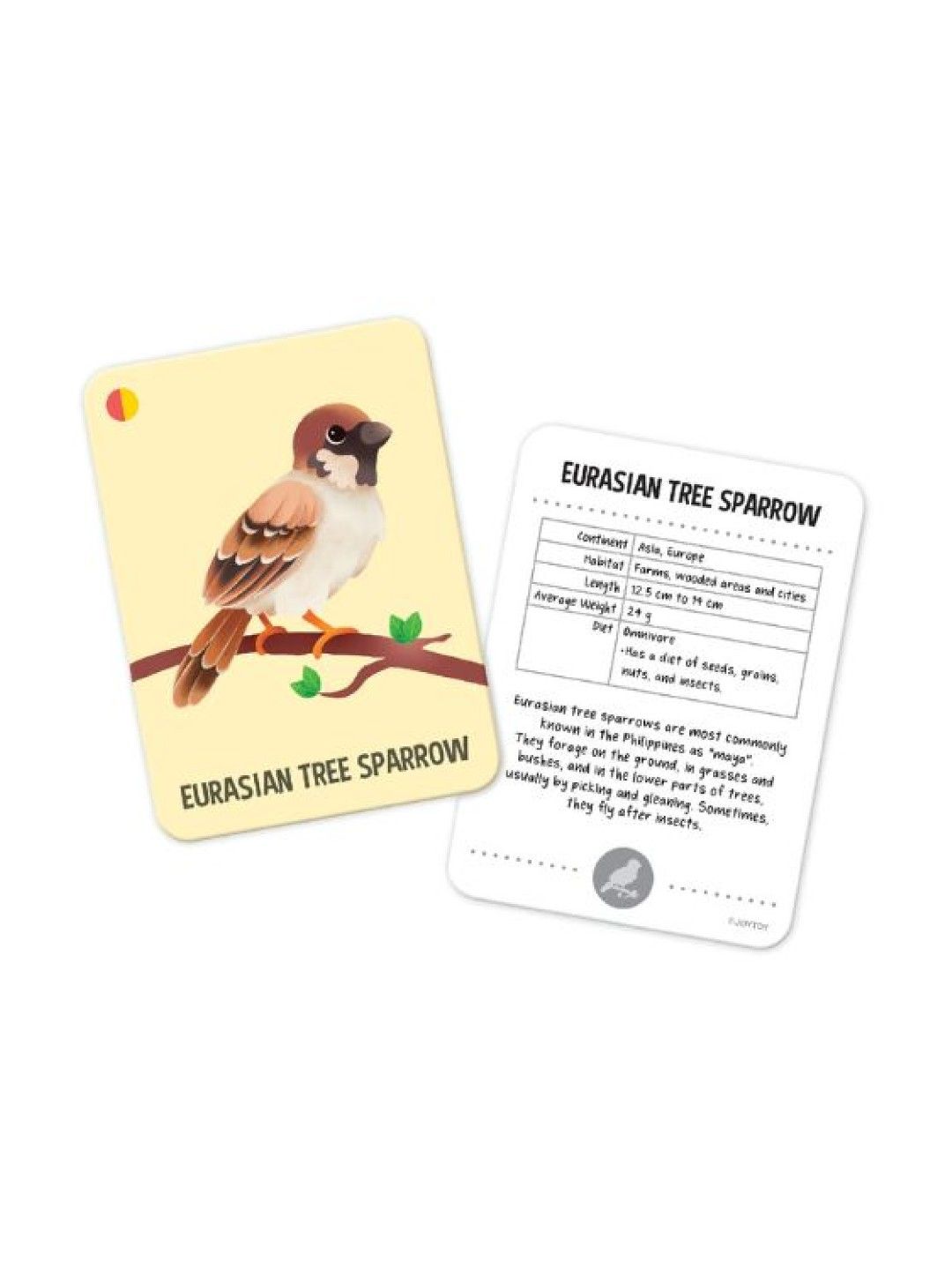 Joytoy Birds of the World Flash Cards (No Color- Image 2)