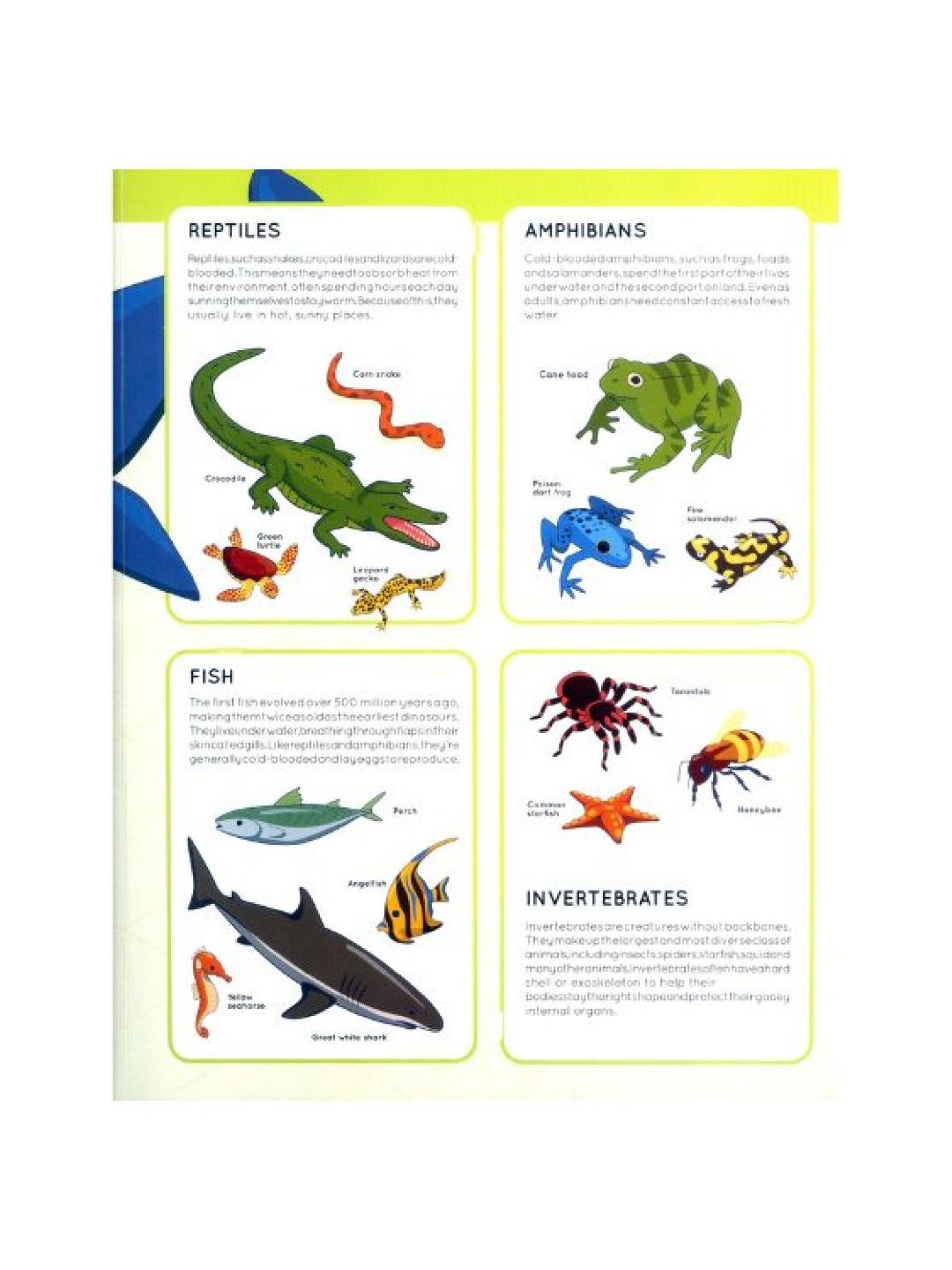 Learning is Fun Lift the Flaps (Animals- Image 2)