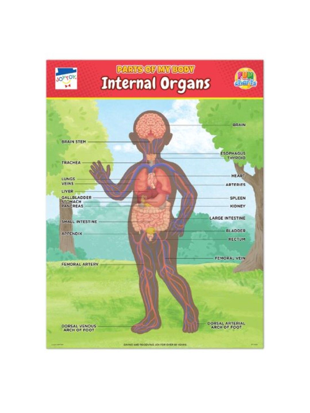 Joytoy Skeletal/Muscular & Internal Organs Fun Charts (No Color- Image 3)