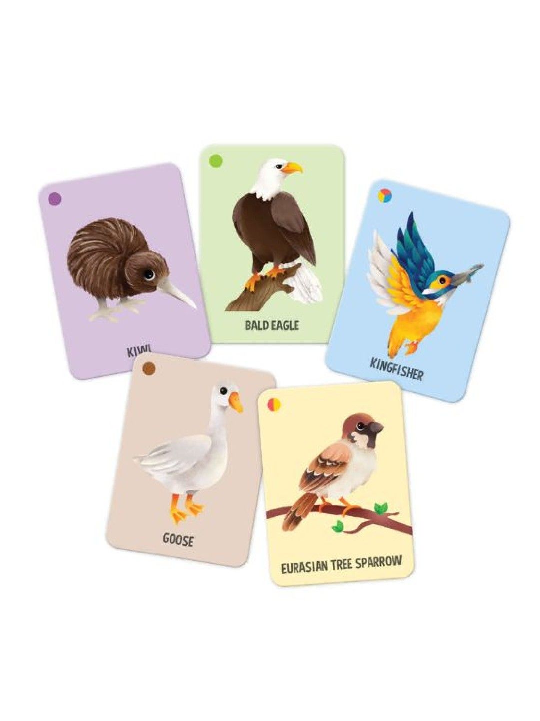 Joytoy Birds of the World Flash Cards (No Color- Image 3)