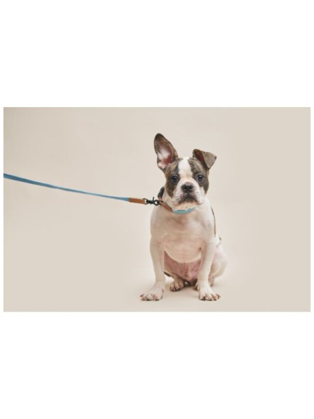 Howlpot We are tight Rope Leash - Cherry Twizzle (No Color- Image 3)