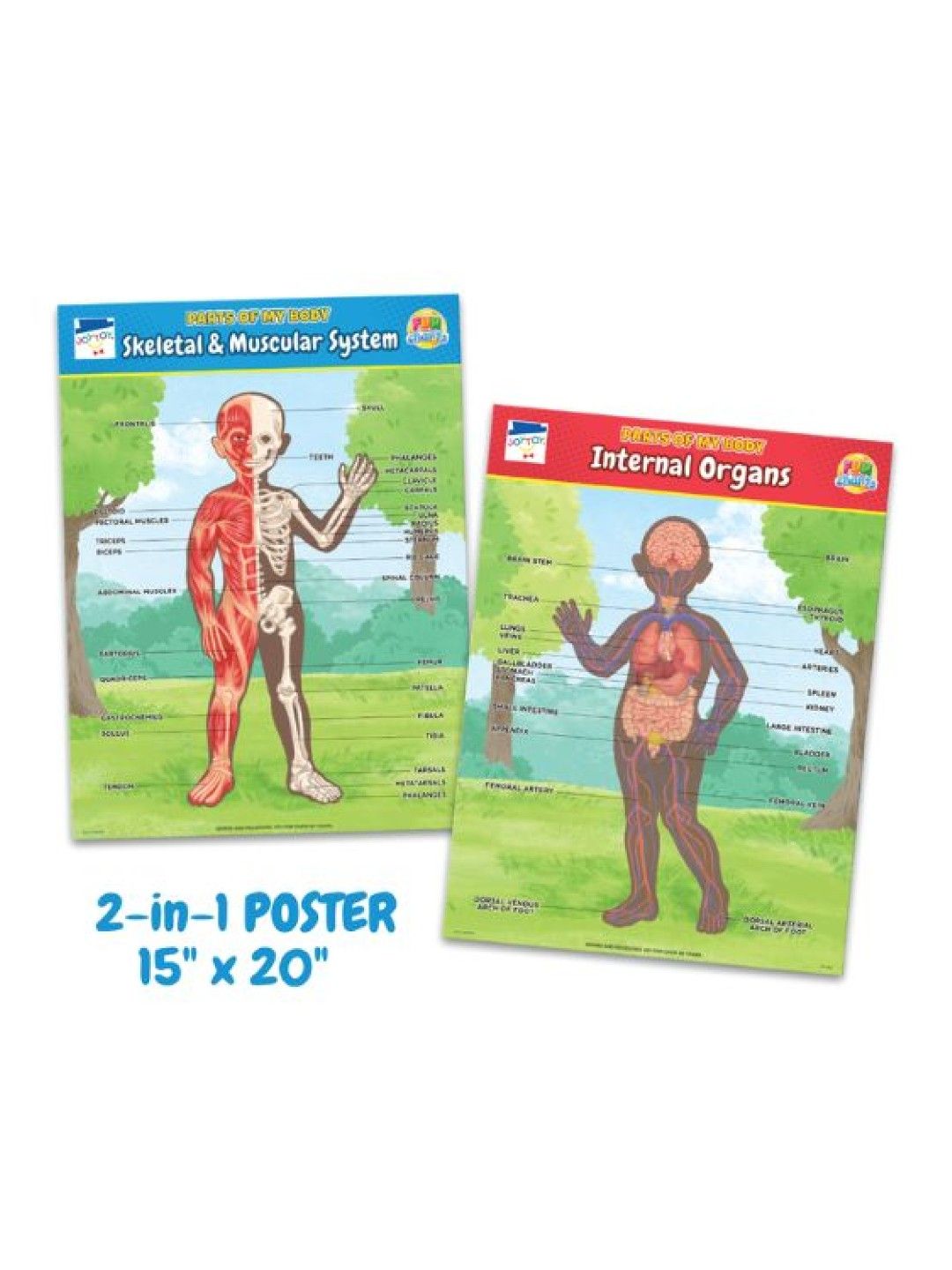 Joytoy Skeletal/Muscular & Internal Organs Fun Charts (No Color- Image 4)