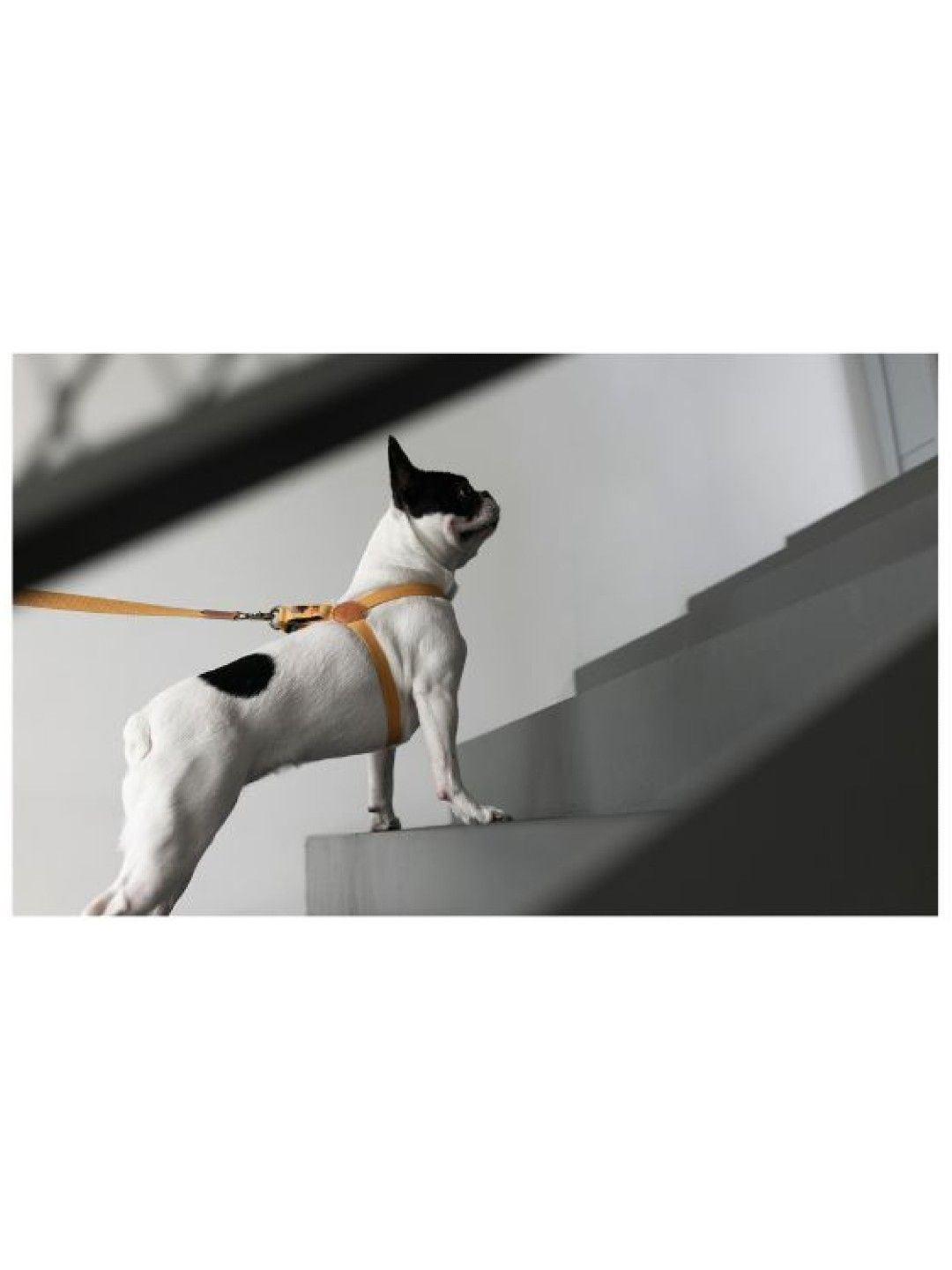 Howlpot Adventure Leash - Buddy (No Color- Image 4)