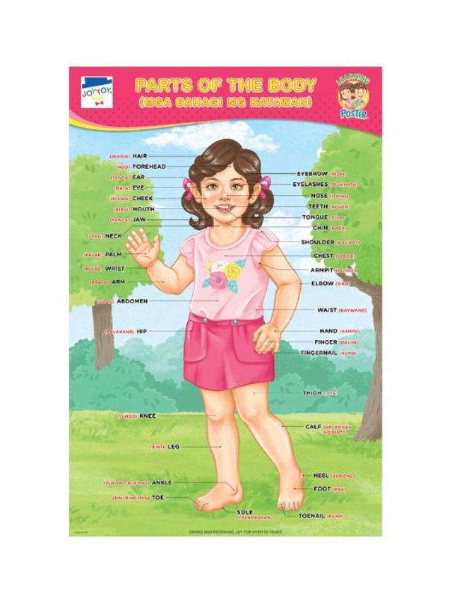 Joytoy Parts Of The Body PosterGirl edamama