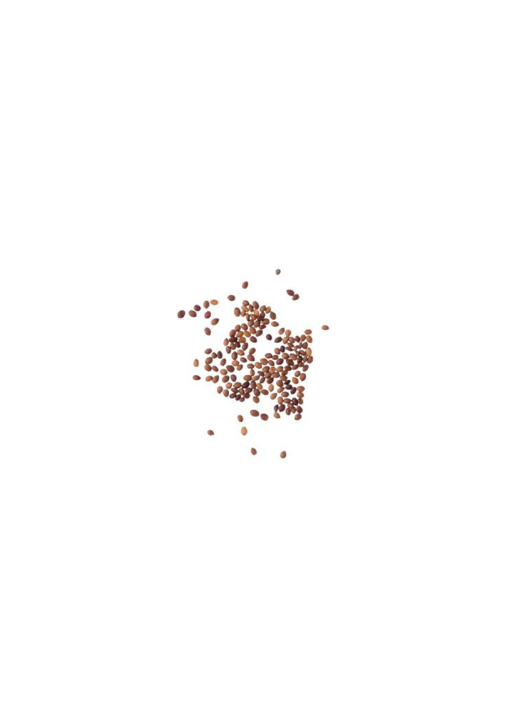 Qubo PH Majoram DIY Garden Kit (No Color- Image 4)