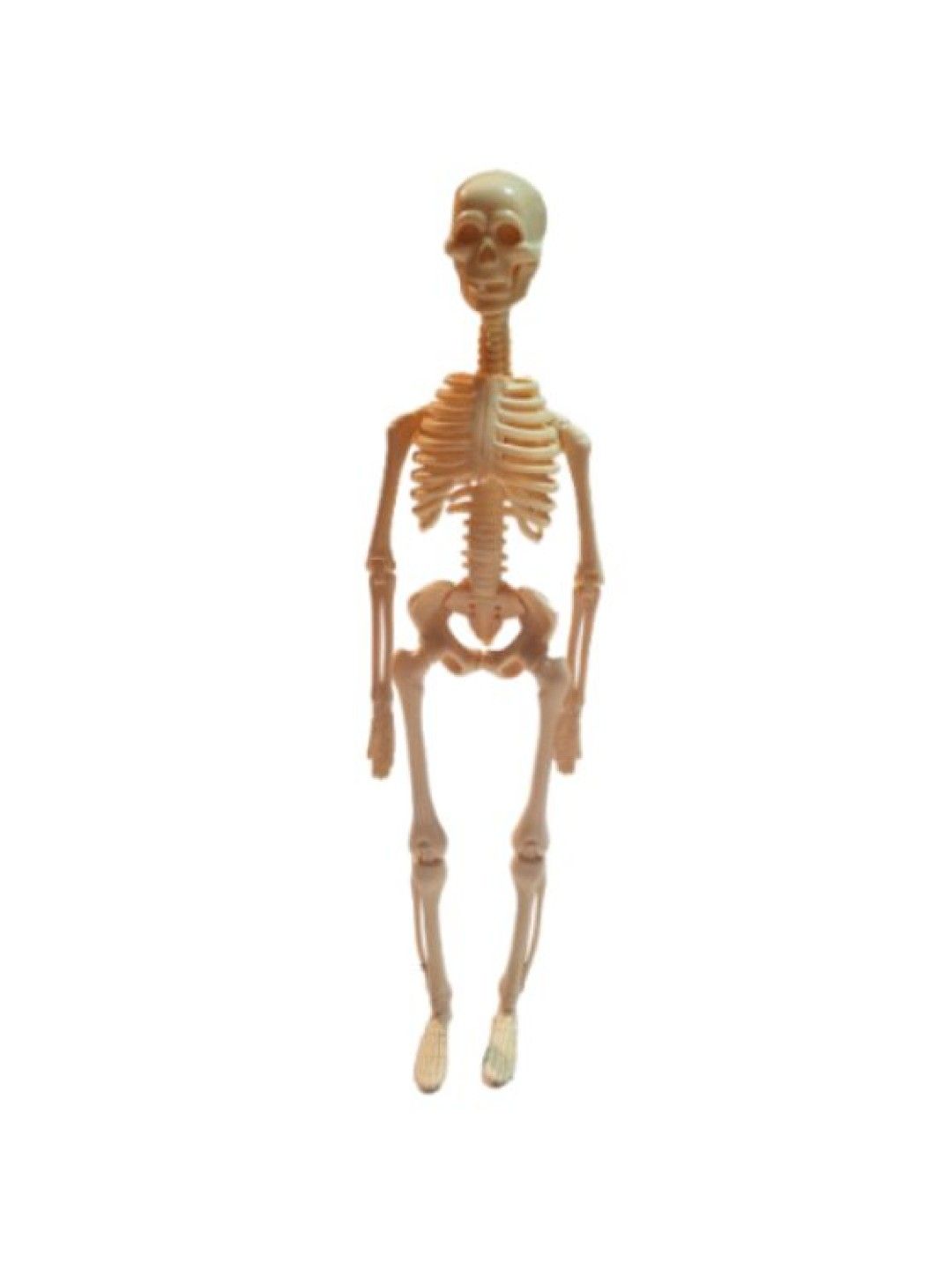 Kiddiecaveph Skeleton Toy