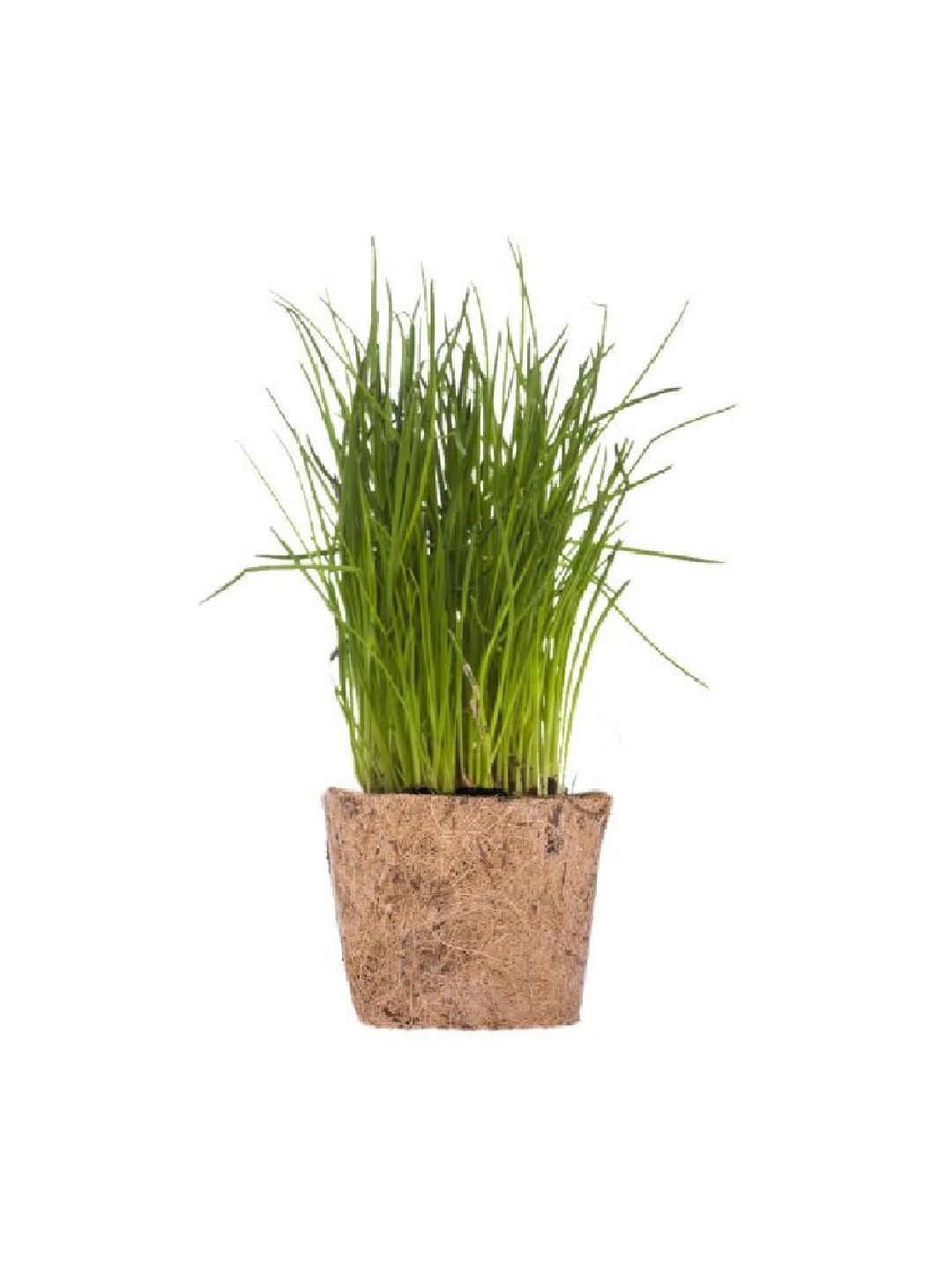 Qubo PH Garlic Chives DIY Garden Kit (No Color- Image 1)