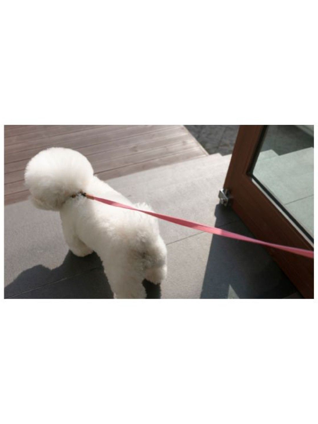 Howlpot We are tight Rope Leash - Flamingo (No Color- Image 4)