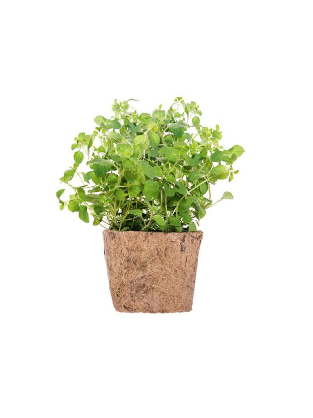 Qubo PH Majoram DIY Garden Kit (No Color- Image 1)