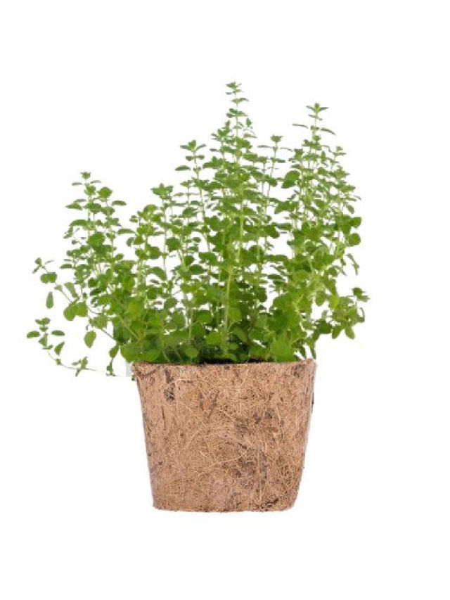 Qubo PH Oregano DIY Garden Kit